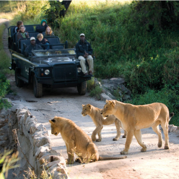 Safari, your way