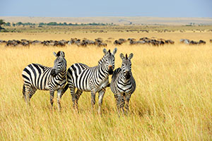 Zimbabwe/Victoria Falls